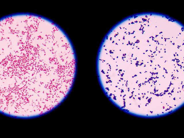 aminoglycosides gram-negative bacteria