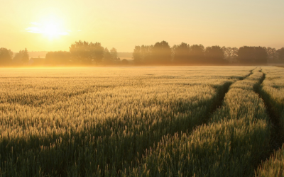 Planting Seeds to Cultivate the Rural Nursing Landscape